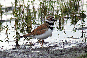 Kildeer